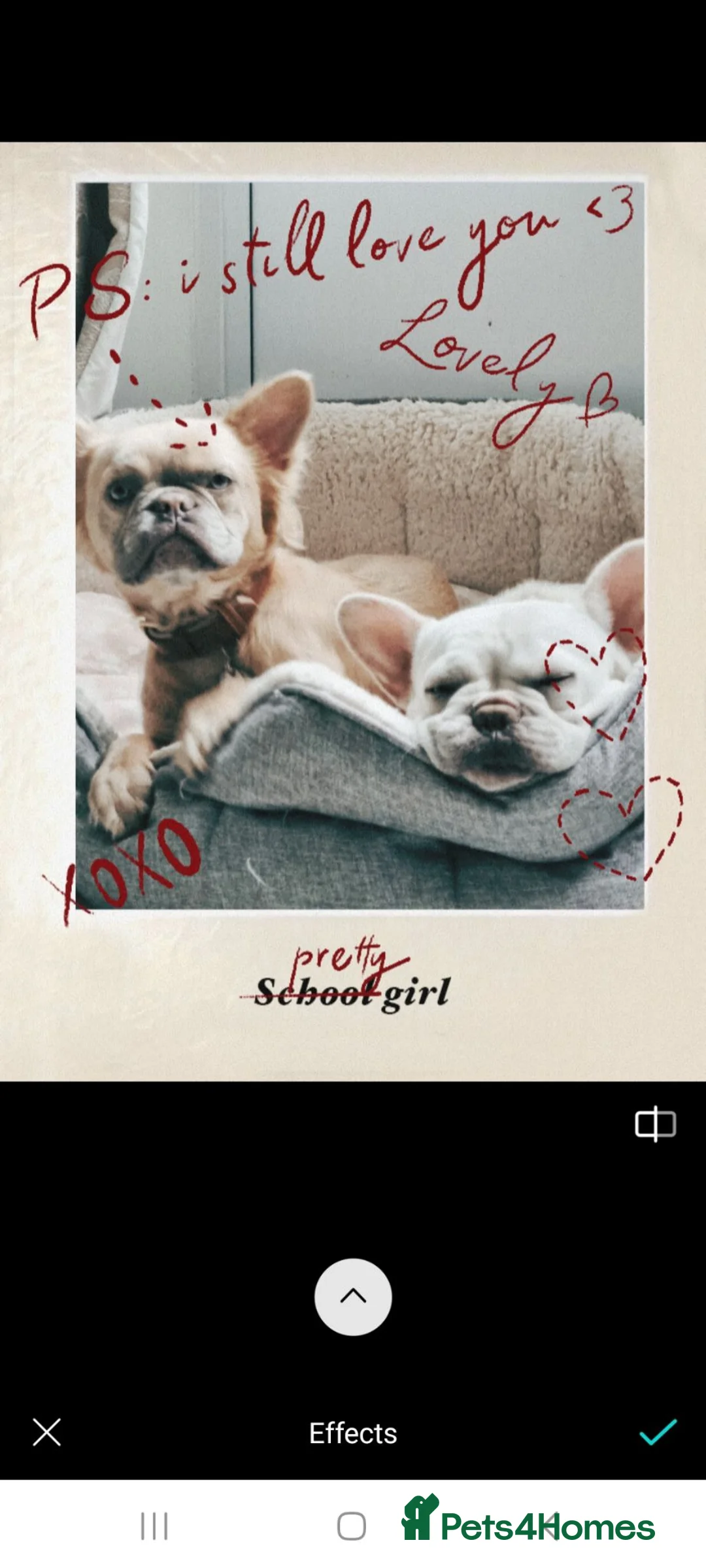 French Bulldog dogs for sale: Simba in Southampton - Advert 2