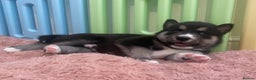 Siberian Husky dogs for stud: Togo PROVEN!! in Warwick - Advert 4