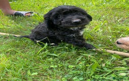Cockapoo dogs for sale: Beautiful show cockapoo puppies - Image 9