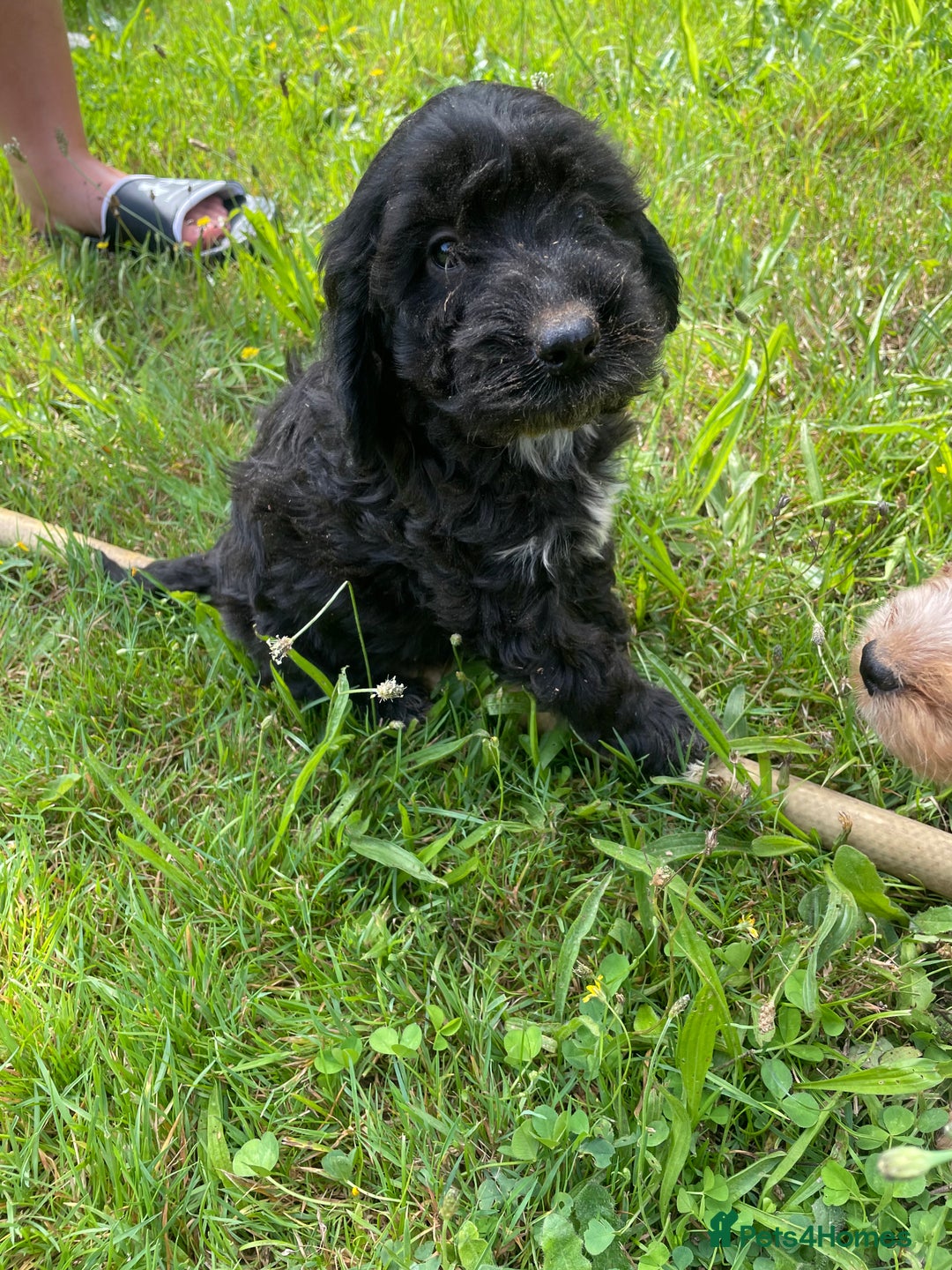 Cockapoo dogs for sale: Beautiful show cockapoo puppies - Image 9