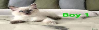 Boy 1