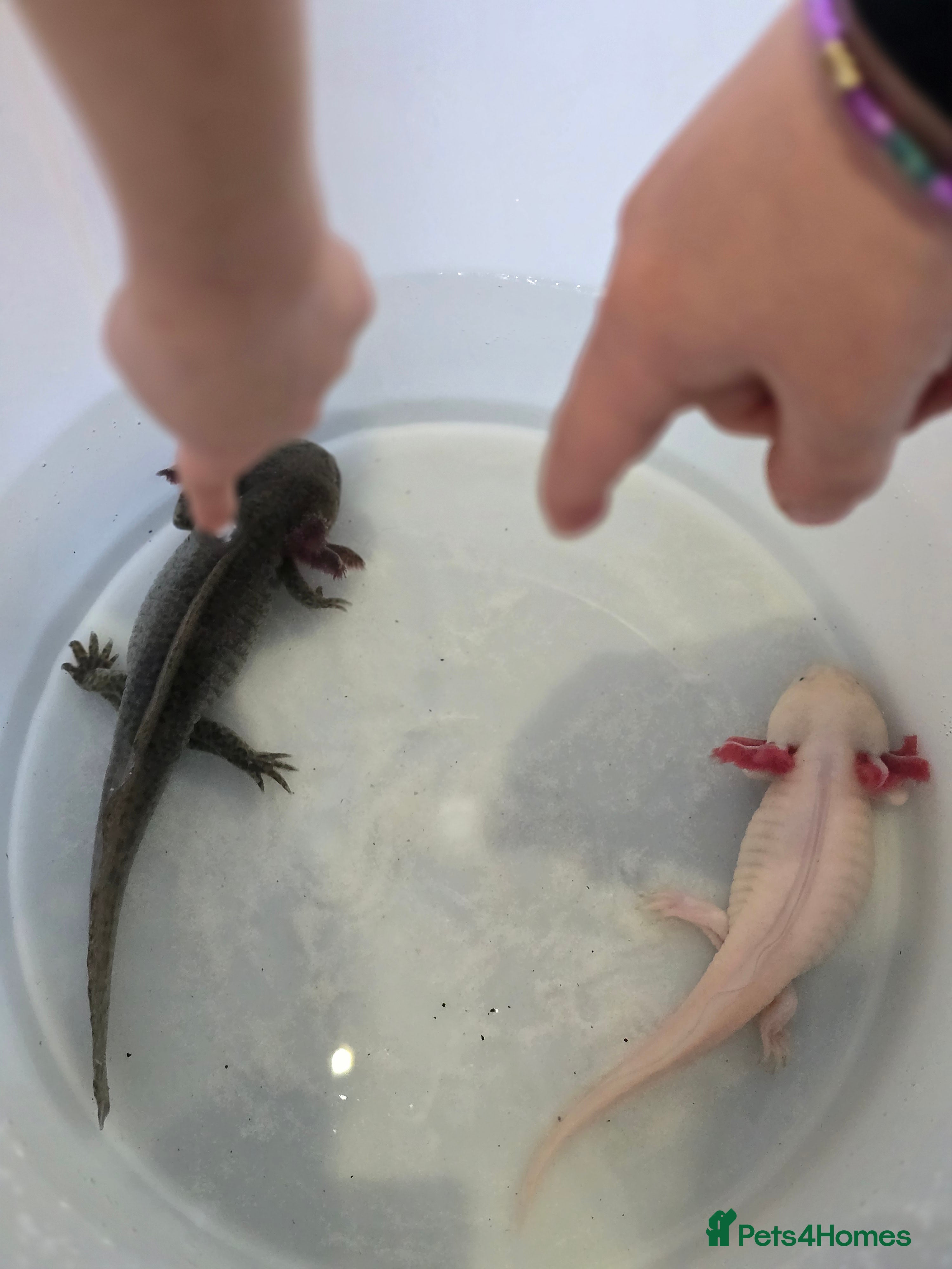 Axolotl reptiles Two axolotls - Advert 1