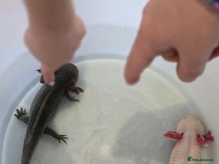 Axolotl reptiles Two axolotls - Advert 16