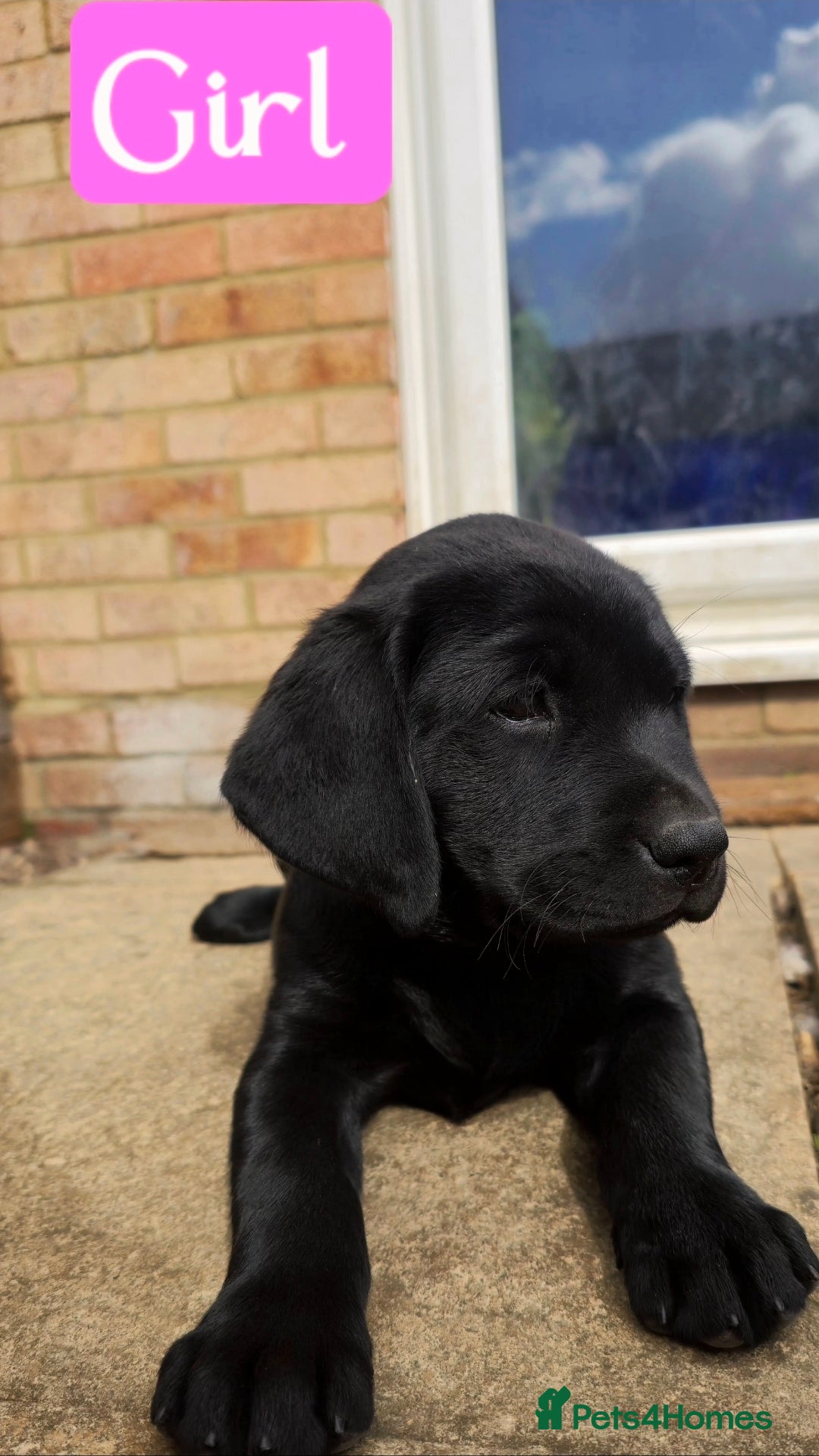 Labrador Retriever dogs for sale: Adorable Labrador Retriever Puppies  🐶💛 - Image 10
