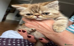 Exotic cats for sale: Female exotic Persian  - Image 2