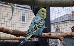 Budgerigars birds for sale: 3x baby budgie reseve only til 13th oct. From £45 - Image 6