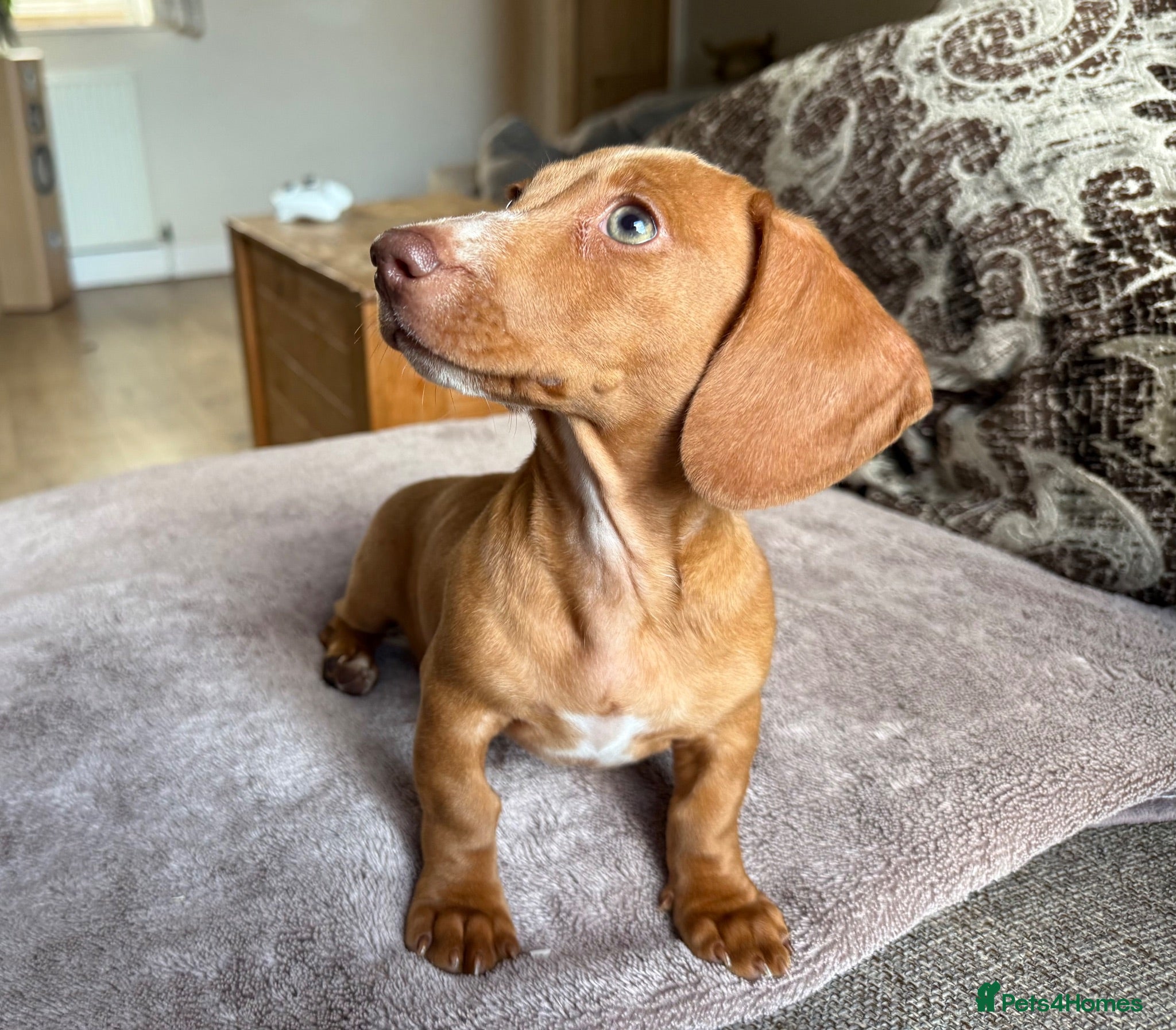 Miniature Dachshund dogs 🐾 Kc Reg Smooth Haired Miniature Dachshunds 🐾  - Advert 1