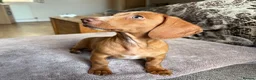 Miniature Dachshund dogs for sale: 🐾 Kc Reg Smooth Haired Miniature Dachshunds 🐾  - Advert 1
