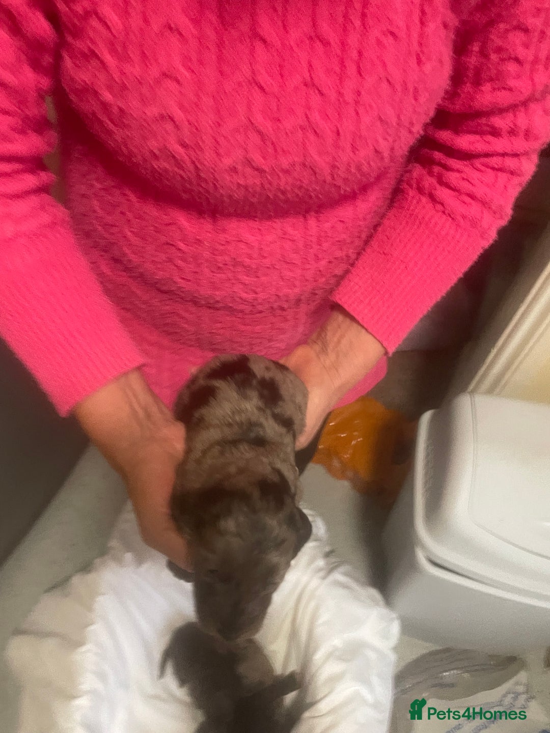 Cockapoo dogs for sale: Miniature f1 cockerpoos  - Image 11