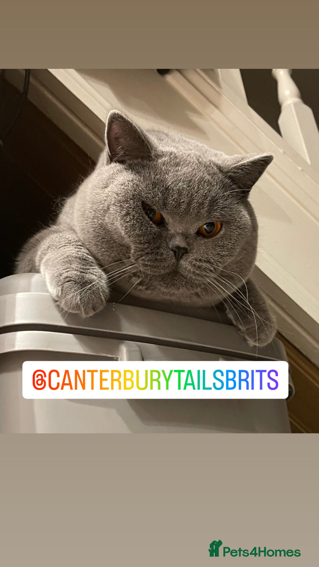 British Shorthair cats for stud: TICA RW SUPREME GRAND CHAMPION & GCCF IGRCH🏵️🏆 in Worcester - Image 5
