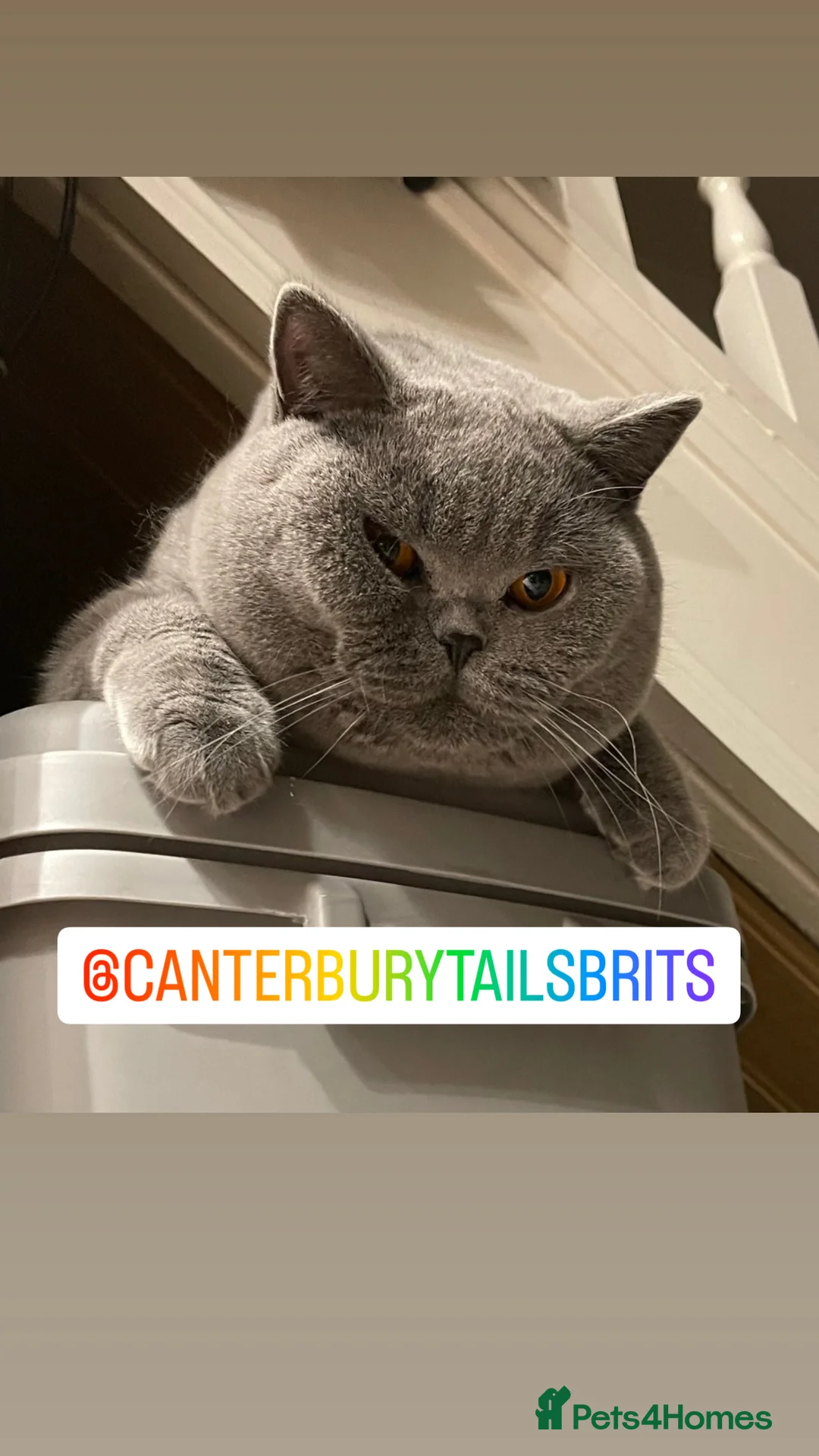 British Shorthair cats for stud: TICA RW SUPREME GRAND CHAMPION & GCCF IGRCH🏵️🏆 in Worcester - Advert 5