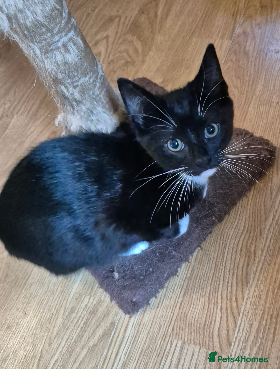 Mixed Breed cats for sale: Kittens for sale  - Image 7