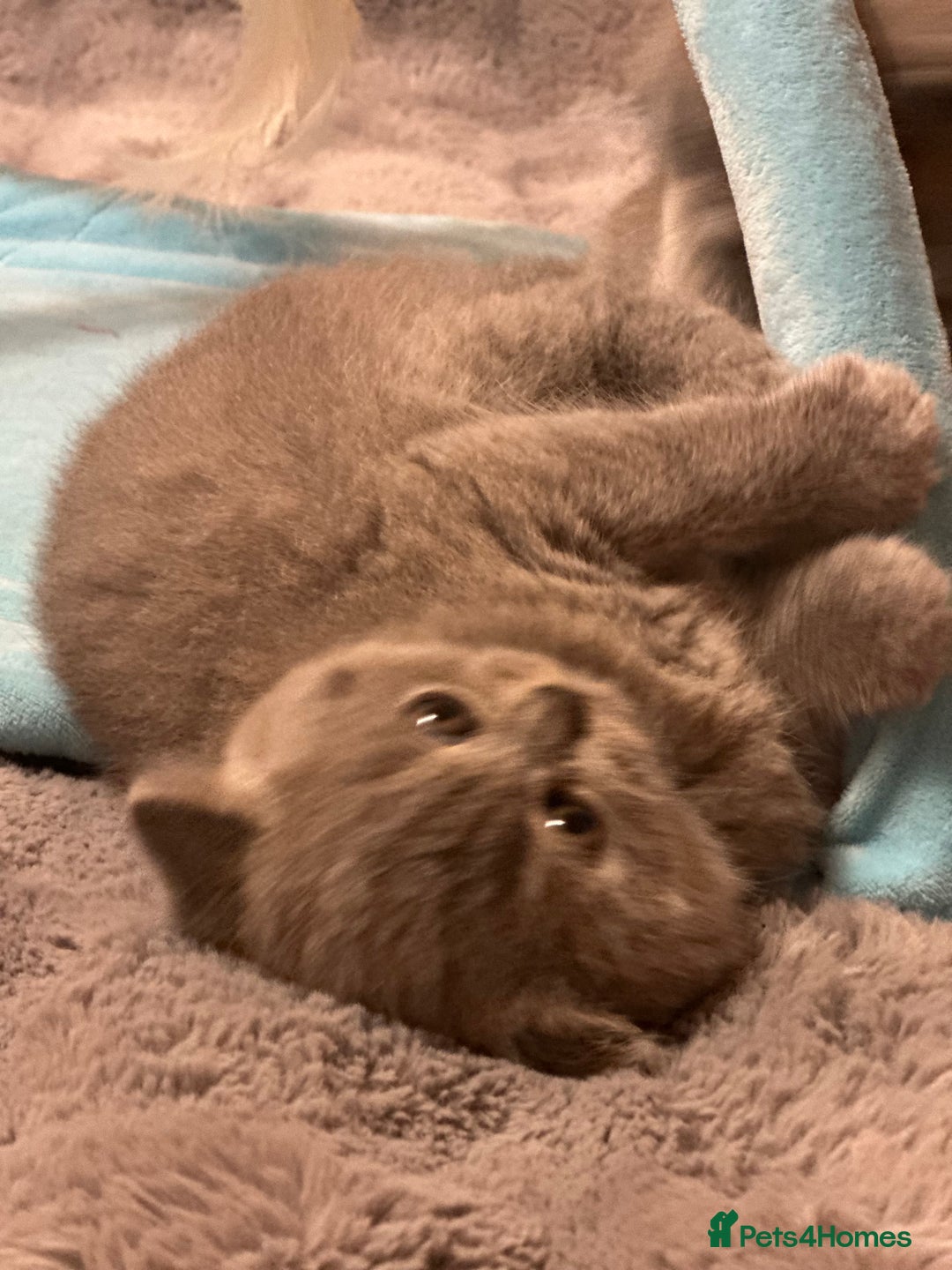 British Shorthair cats for sale: GCCF registered kitten  - Advert 17