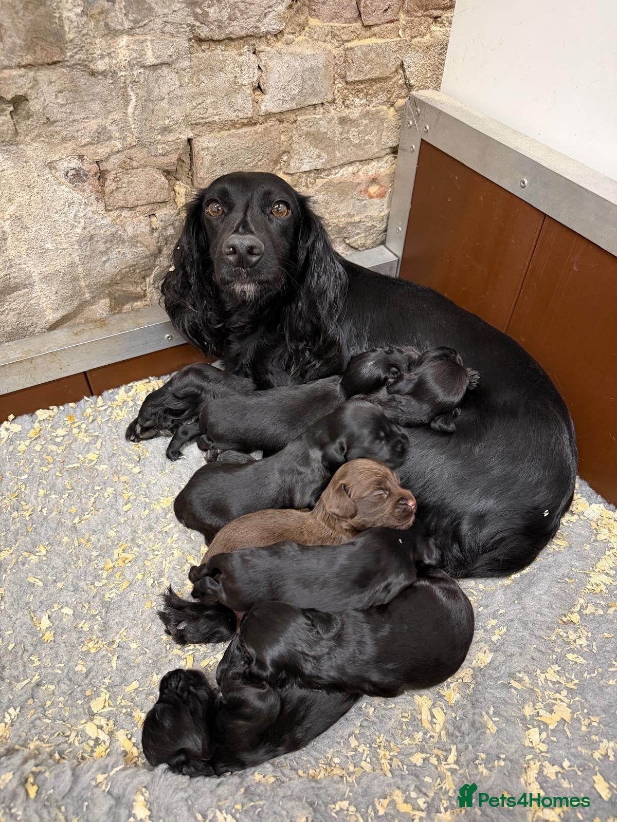 Cocker Spaniel dogs FTCH Sired KC Registered Cocker Spaniel Puppies - Advert 14
