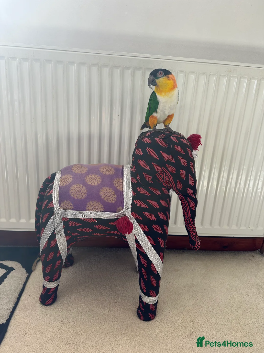 Parrots birds for sale: Black headed caique  - Advert 5