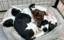 Jack Russell dogs for sale: Jack russel puppy’s  - Image 9