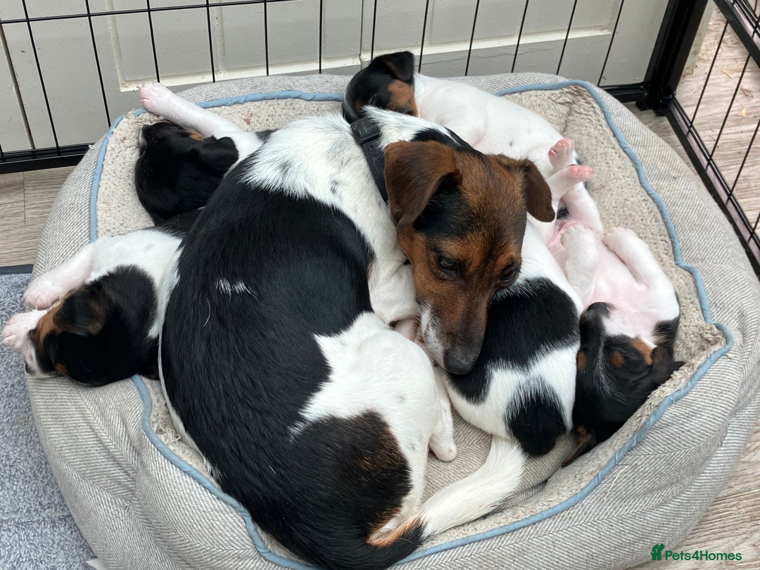 Jack Russell dogs for sale: Jack russel puppy’s  - Image 9