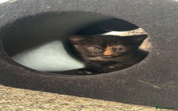 Domestic Shorthair cats for sale: Calico kittens - Image 2