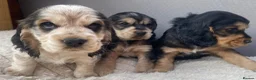 Cocker Spaniel dogs for sale: Lovely show Cocker spaniel puppies 🐶  - Advert 6