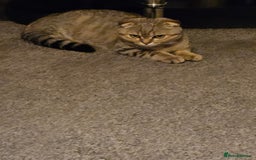 Scottish Fold cats for sale: Full pedigree Scottish Fold kitt(ready to go now)  - Image 18