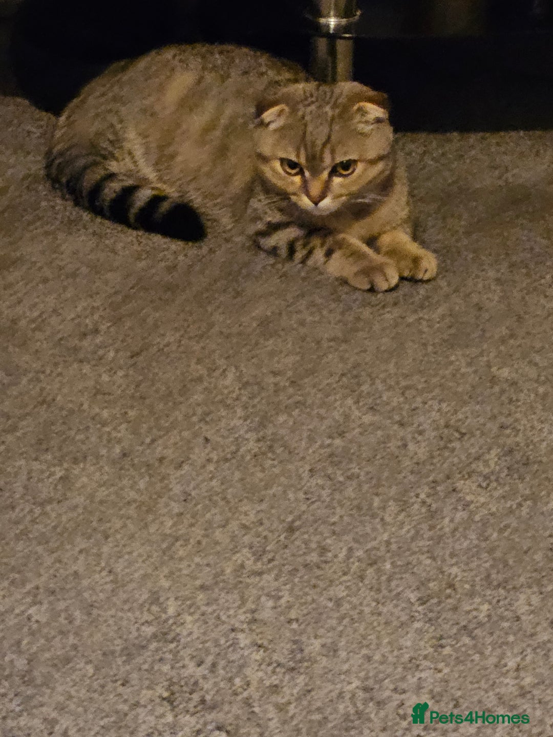 Scottish Fold cats for sale: Full pedigree Scottish Fold kitt(ready to go now)  - Image 18