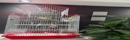 Lovebirds birds for sale: Pair of love birds with cage - Advert 3
