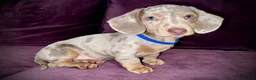 Miniature Dachshund dogs for sale: Miniature Dachshund Isabella Dapple in Swansea - Advert 3