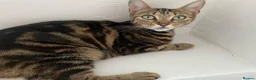 Mixed Breed cats for sale: 5 mixed kittens for sale  in Wallasey - Advert 32