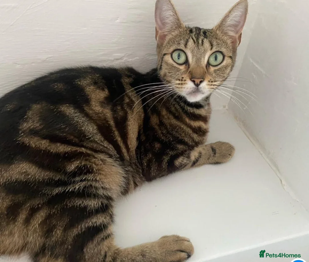 Mixed Breed cats for sale: 5 mixed kittens for sale  in Wallasey - Advert 32