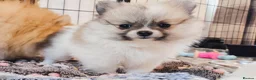 Pomeranian dogs for sale: 1 girl left - KC registered pomeranian puppies - Advert 23
