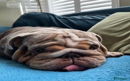 English Bulldog dogs for stud: Ronnie G the ULTIMATE STUD - Image 3