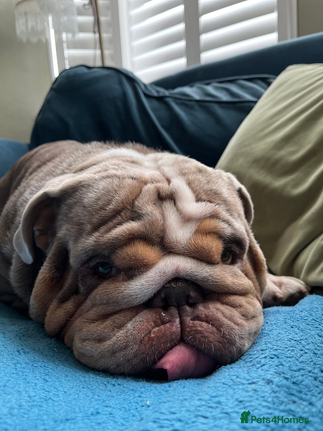 English Bulldog dogs for stud: Ronnie G the ULTIMATE STUD - Image 3