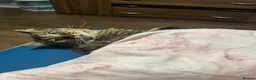 Mixed Breed cats for sale: Beautiful Longhaired Tabby Cat Looking for a Home - Advert 6
