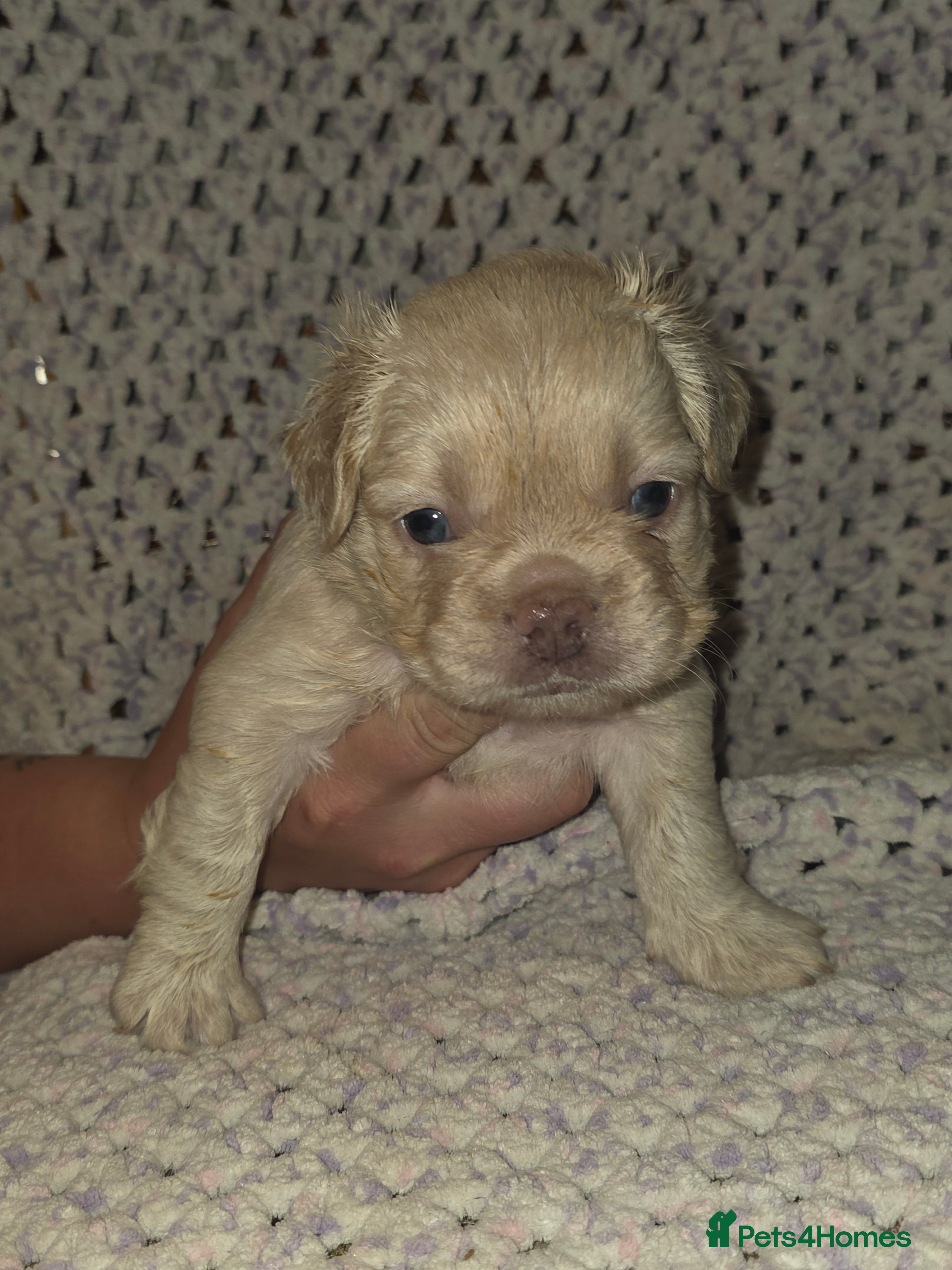 French Bulldog dogs French Bulldog Puppies   - Advert 14