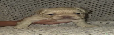French Bulldog 1 (Pearl)