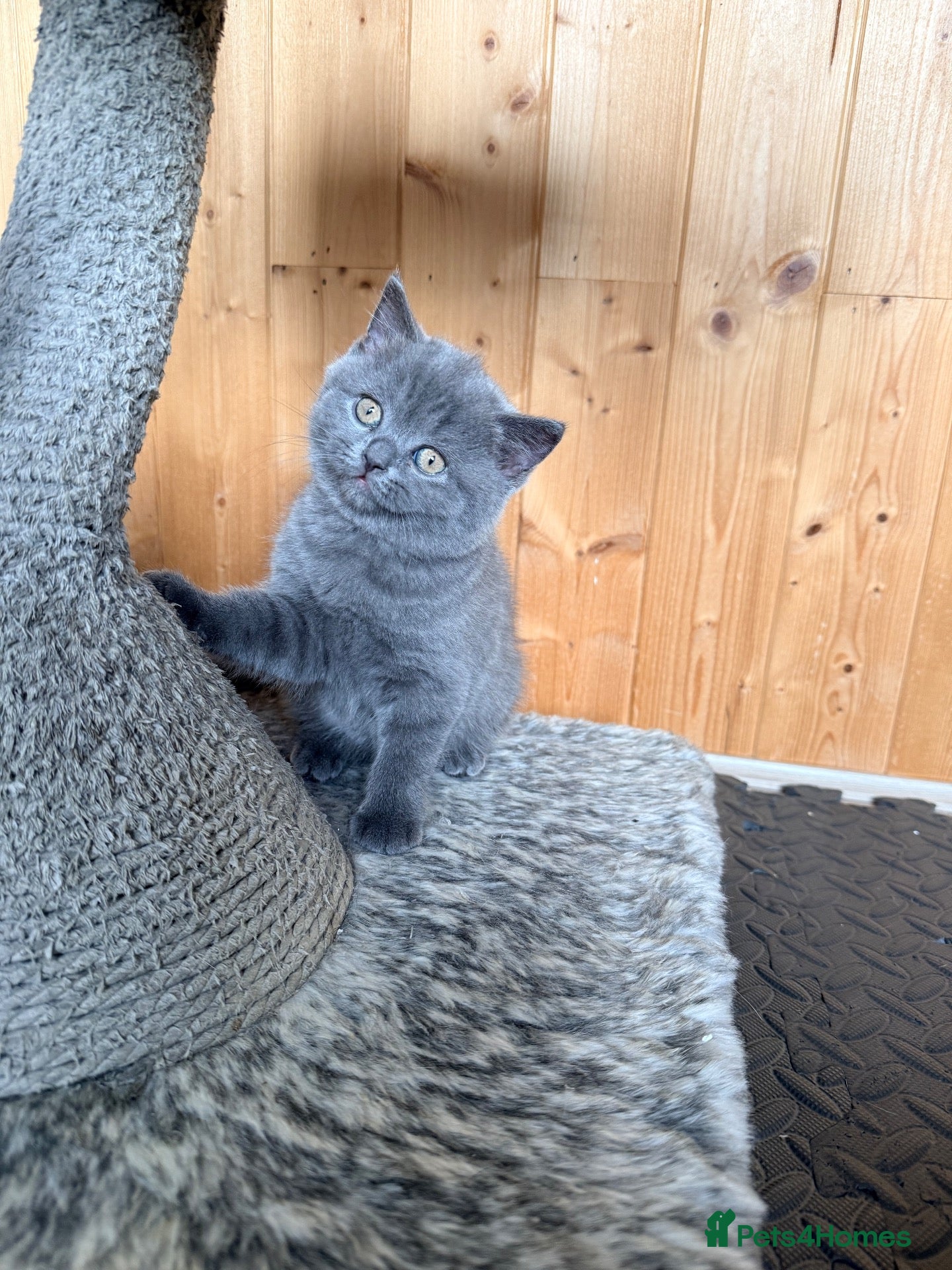 British Shorthair cats 🐾 British shorthair kitten for sale 🐾 - Advert 2