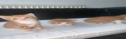 American Shorthair cats for sale: American Shorthair twins  - Advert 8