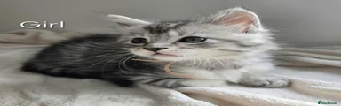 Maine Coon 5