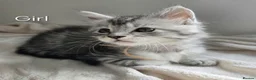 Maine Coon cats for sale: 7 Gorgeous Maine Coon kittens. - Advert 10