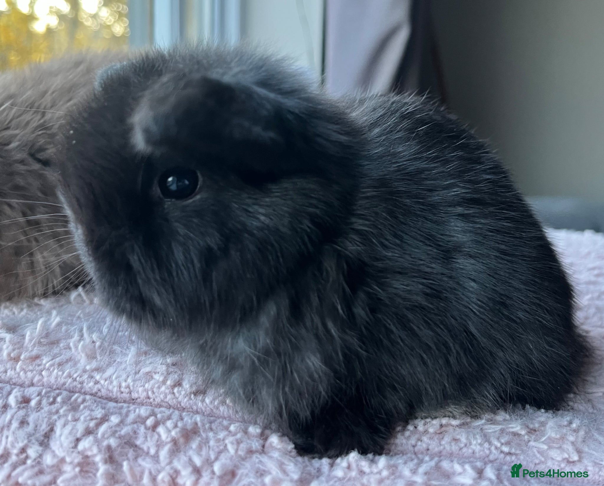 Mini Lop rabbits Mini lop kits for re-homing 16th April - Advert 3