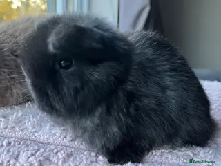 Mini Lop rabbits Mini lop kits for re-homing 16th April - Advert 3