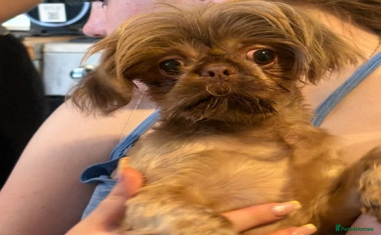 Shih Tzu dogs - Advert 2