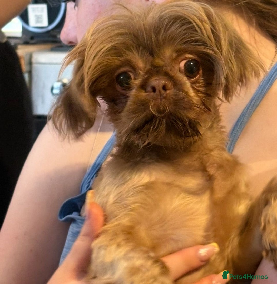 Shih Tzu dogs for sale: Looking for a lovely pawrent… no more heartaches! - Image 1