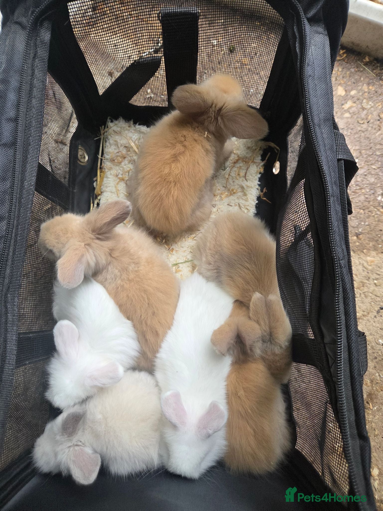 Angora rabbits  Super fluffy baby teddywidders  - Advert 2