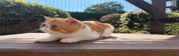 Exotic cats for sale: Gorgeous Red Tabby/White Exotic Boy - Advert 7
