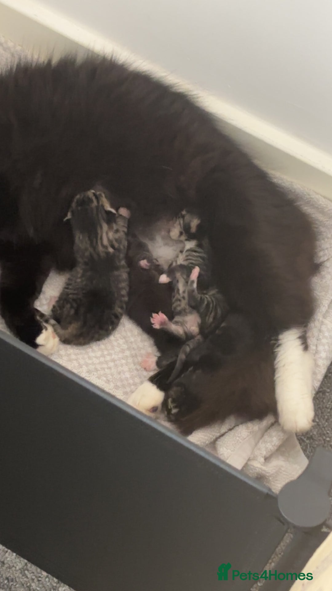 Domestic Shorthair cats for sale: 3 tabby males ready 18/09 - Image 1