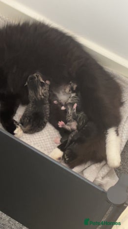 Domestic Shorthair cats - Advert 14