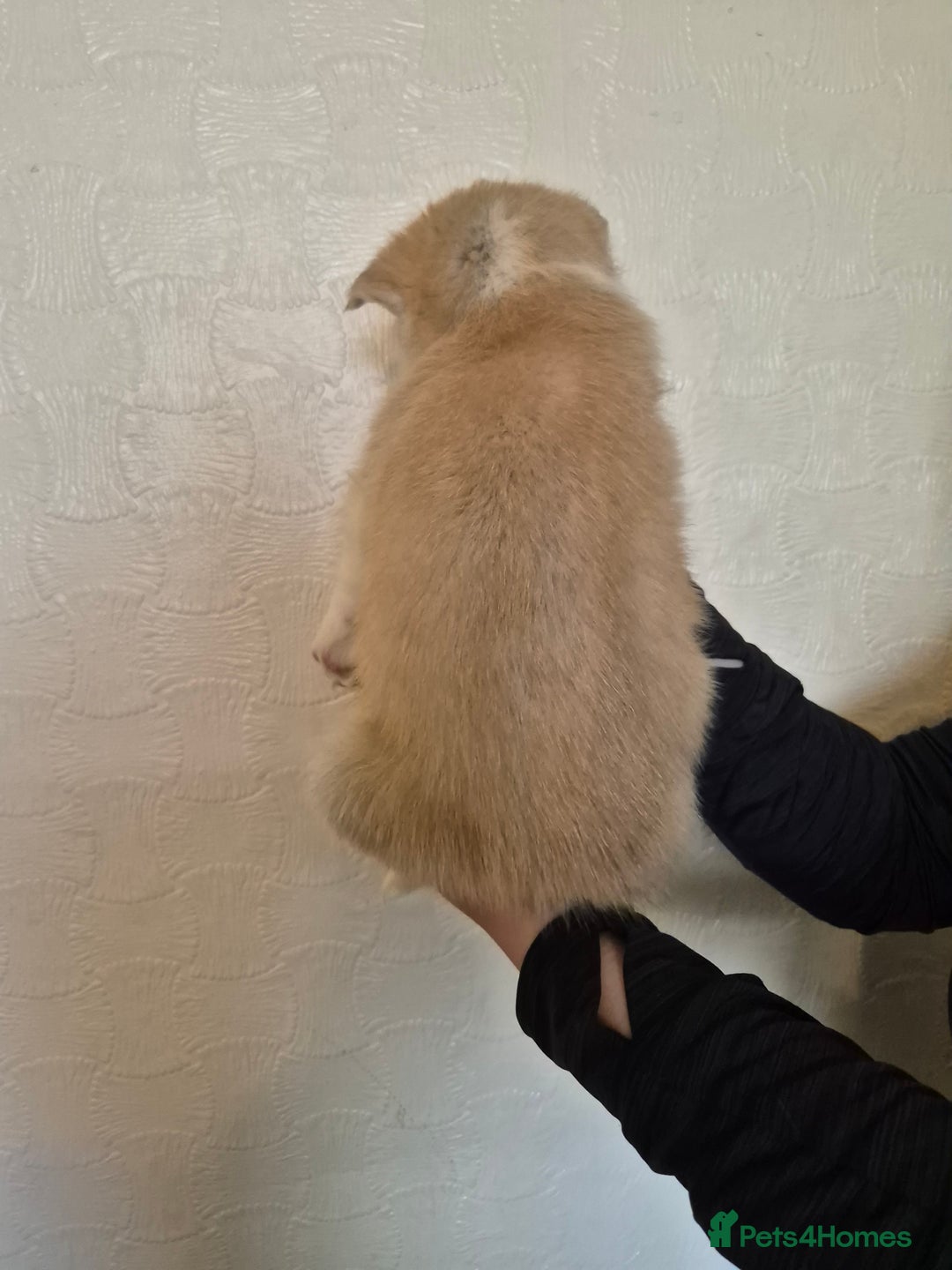 Siberian Husky dogs for sale: Beautiful Husky Looking for Their Forever Homes - Advert 13