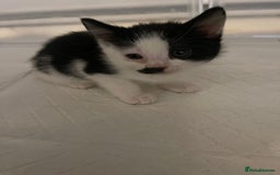 British Shorthair cats for sale: Stunning kittens from a beautiful calico mum 😻 - Image 4