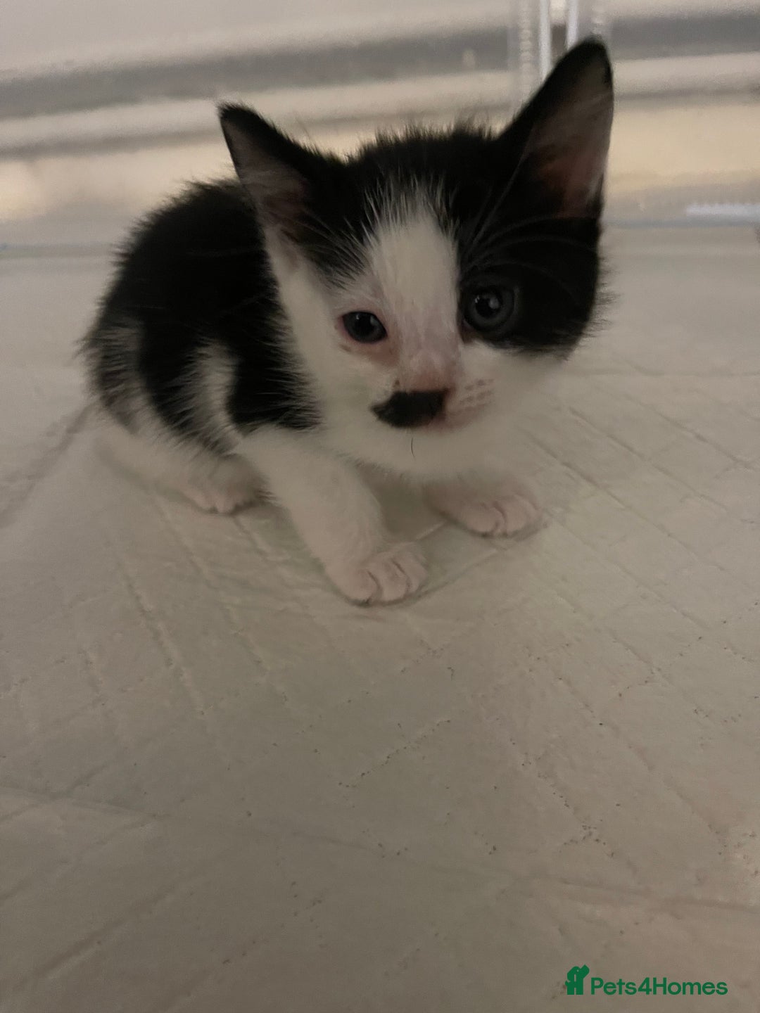 British Shorthair cats for sale: Stunning kittens from a beautiful calico mum 😻 - Image 4